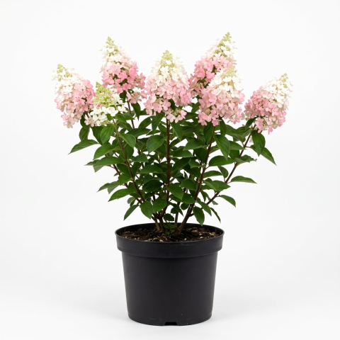 Plante Ornamentale - Hydrangea paniculata 'Living Pinky Promise' - Hortensia paniculată 'Living Pinky Promise' 50 - 70 cm