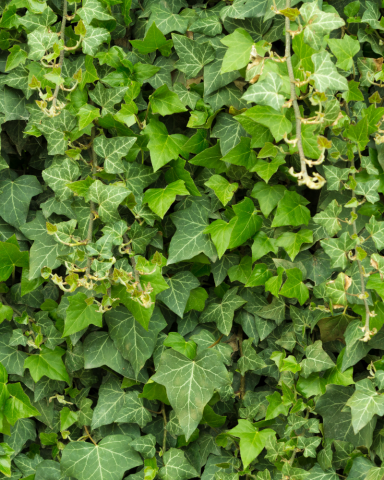 Plante Urcatoare - IEDERA