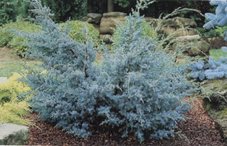 Juniperus chinensis ‘Blue Alps’ - Ienupar chinezesc ‘Blue Alps’ 5L [1]