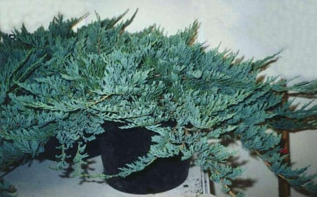 Conifere - Juniperus horizontalis ‘Blue Chip’ - Ienupar orizontal ‘Blue Chip’ 5L