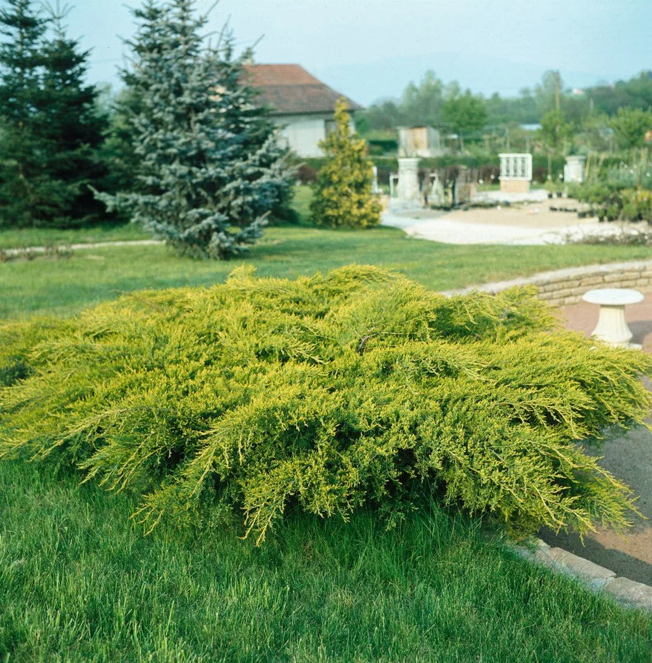 Juniperus media ‘Gold Coast’ - Ienupar mediu ‘Gold Coast’ 5L [1]