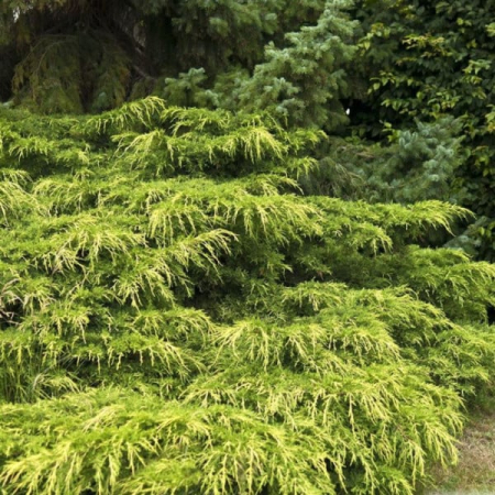 Conifere - Juniperus media ‘Pfitzeriana Aurea’ - Ienupar mediu ‘Pfitzeriana Aurea’