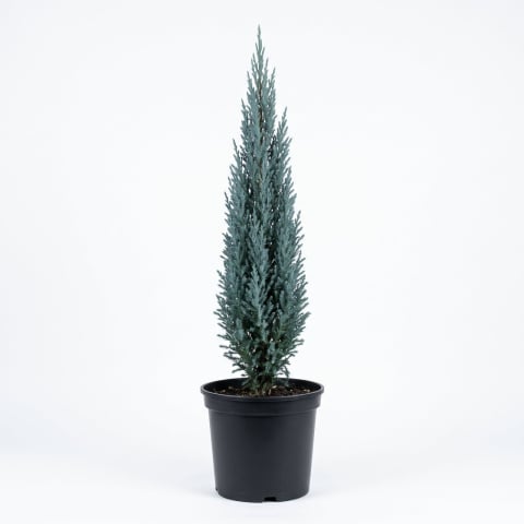Ienupar - Juniperus scopulorum 'Blue Arrow' - Ienupăr de stâncă 'Blue Arrow' 140 - 160 cm