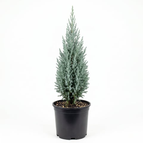 Ienupar - Juniperus scopulorum 'Moonglow' - Ienupăr de stâncă 'Moonglow' 60 - 80 cm