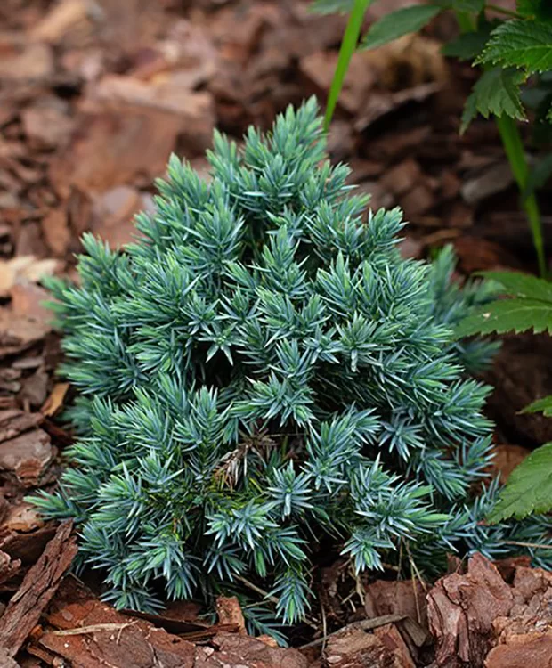 Juniperus squamata ‘Blue Star’ - Ienupar pitic ‘Blue Star’ [1]