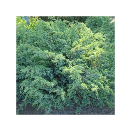 Juniperus squamata ‘Blue Swede’ - Ienupar pitic ‘Blue Swede’ 10L [1]