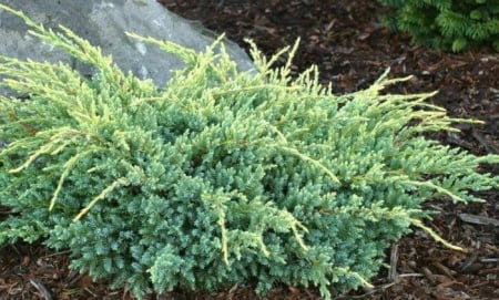 Juniperus squamata ‘Holger’ - Ienupar pitic ‘Holger’ [1]