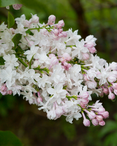 Arbusti cu Flori - Liliac Alb Roz
