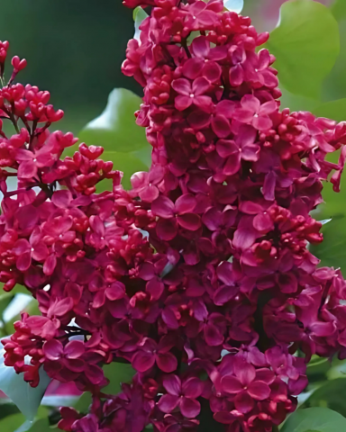 Arbusti cu Flori - Liliac Moscova Rosie