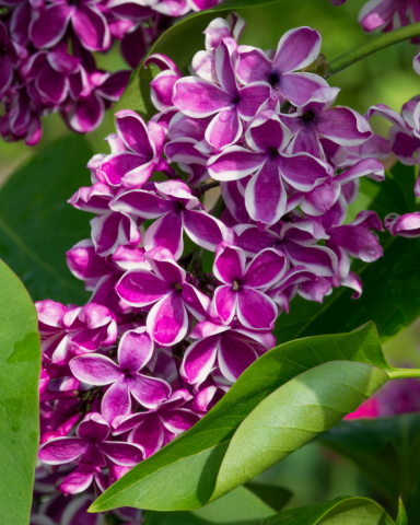 Arbusti cu Flori - Liliac Mov Alb - Sensatia