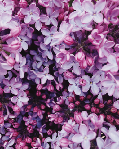 Arbusti cu Flori - Liliac Mov Deschis