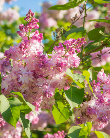 Arbusti cu Flori - Liliac Roz