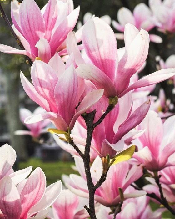 Magnolia Betty [1]