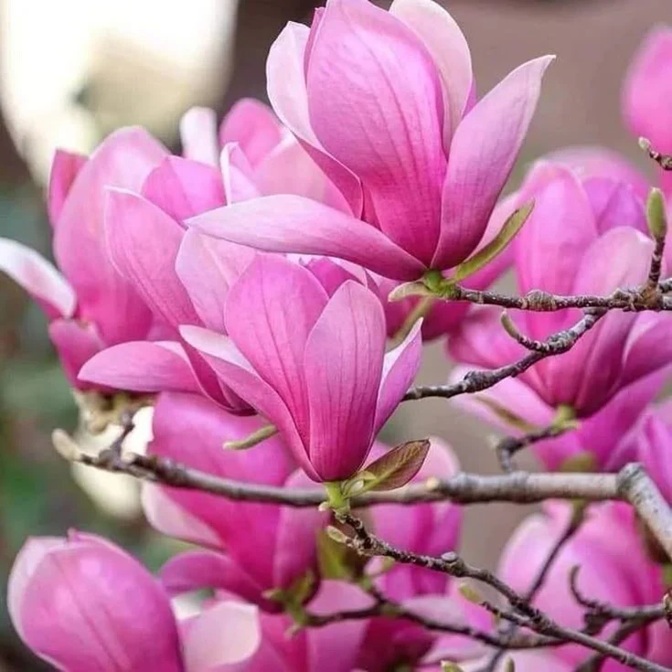 Magnolii - Magnolia Betty