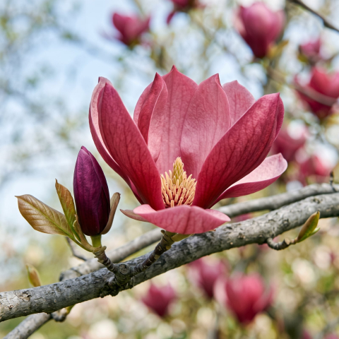 Magnolii - Magnolia 'Galaxy' - Magnolie 'Galaxy' 170 - 180 cm