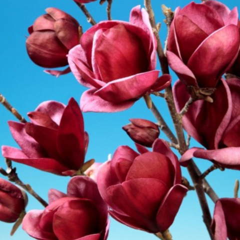 Magnolia Genie - la Ghiveci [2]