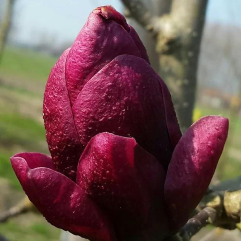 Magnolia Genie - la Ghiveci [3]