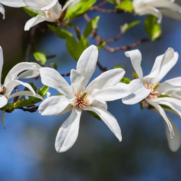 Magnolia kobus Magnolia japoneză [1]