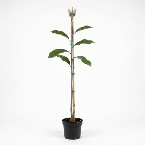 Magnolii - Magnolia 'Ricki' - Magnolie 'Ricki' 170 - 180 cm