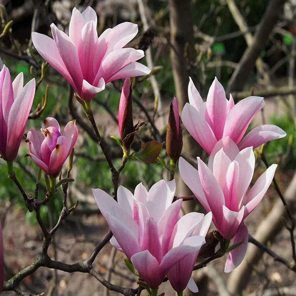 Magnolia soulangeana ‘Heaven Scent’ - Magnolia soulangeana „Parfumul raiului” [1]