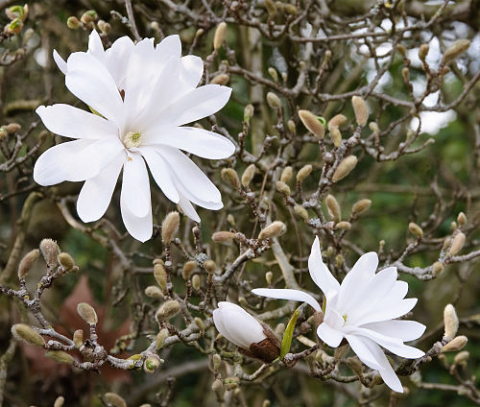 Magnolia stellata- Magnolia stelată [1]