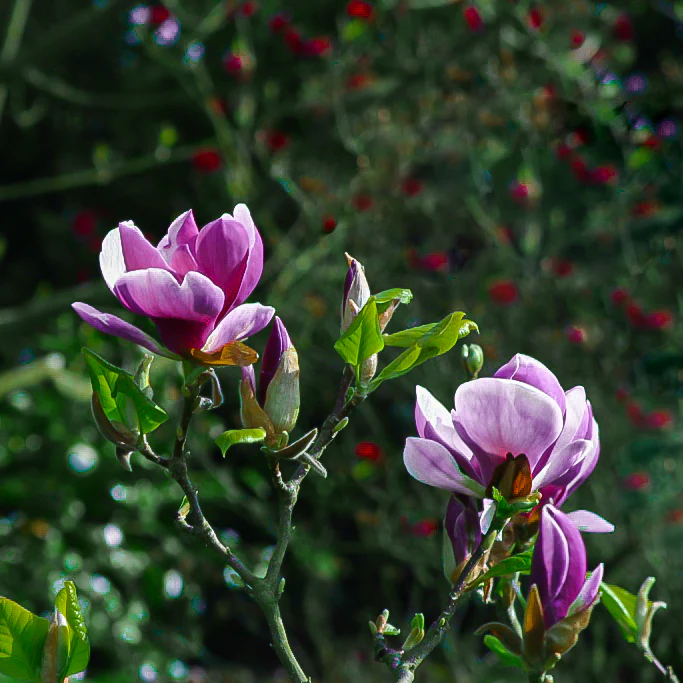 Magnolia Susan [1]
