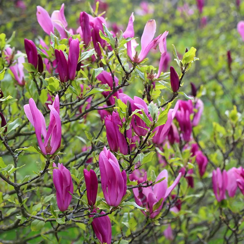 Magnolii - Magnolia Susan