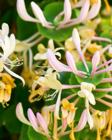 MÂNA MAICII DOMNULUI / CAPRIFOI - Lonicera japonica Graham Thomas [1]