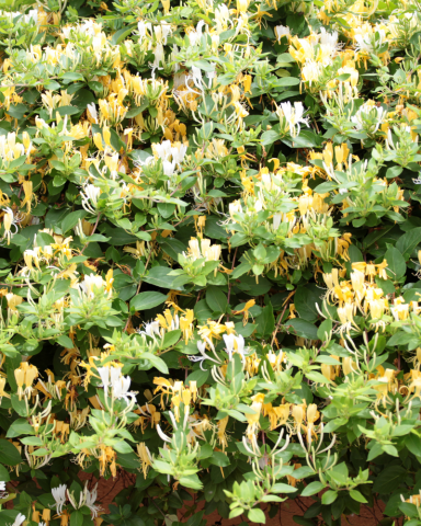 Plante Urcatoare - MÂNA MAICII DOMNULUI / CAPRIFOI - Lonicera japonica Graham Thomas