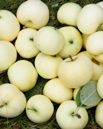 Pomi Fructiferi - Măr Sântiliești (Sf. Ilie) - Pom Fructifer - Anul 2