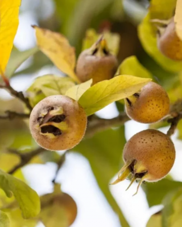 Mosmon- Mespilus Germanica [1]