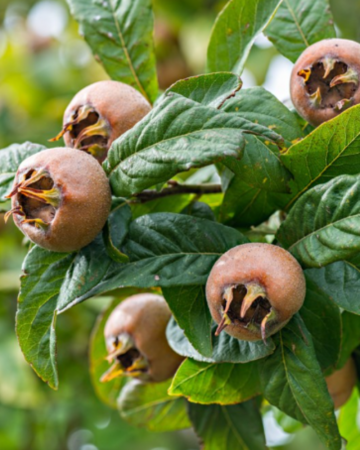 Mosmon - Mosmon- Mespilus Germanica