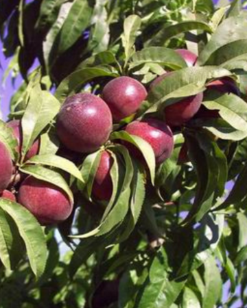 Pomi Fructiferi - Nectarin Cora