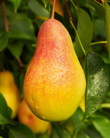 Pomi Fructiferi - Par Aromat de Bistrita - Soi de Vara
