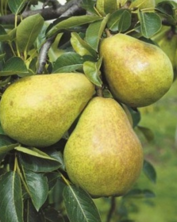 Pomi Fructiferi - Par Williams Alb