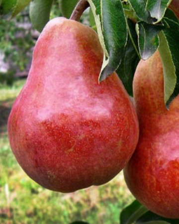 Pomi Fructiferi - Par Williams Rosu