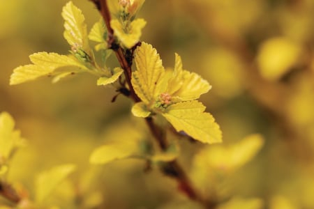 Physocarpus opulifolius ‘Lucky Devil’ - Fisocarpus ‘Lucky Devil’ [1]