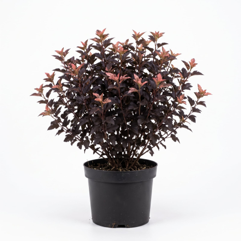Plante Ornamentale - Physocarpus opulifolius 'Magic Sunrise' - Fisocarpus 'Magic Sunrise' 40 - 60 cm
