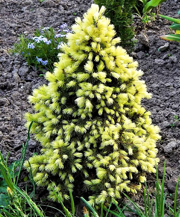 Picea glauca ‘Daisy’s White’ - Brad alb ‘Daisy’s White’ [1]