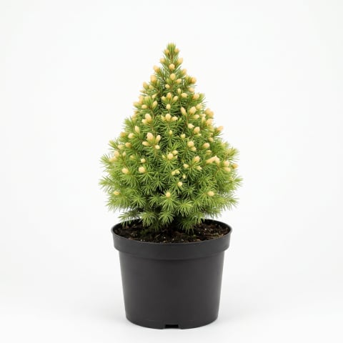 Picea - Picea glauca 'Rainbow's End' - Molid alb 'Rainbow's End' 20 - 30 cm