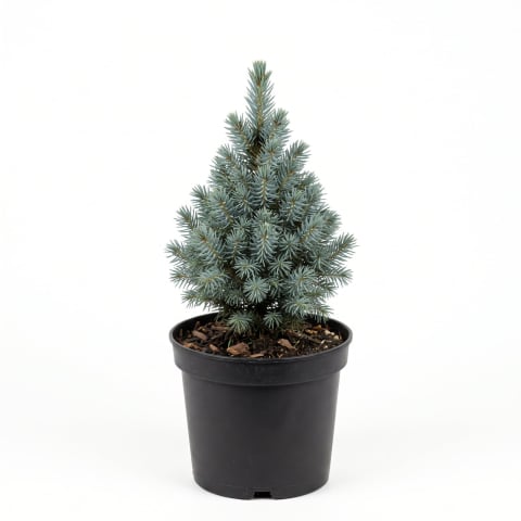 Picea - Picea glauca 'Sander's Blue' - Molid alb 'Sander's Blue' 20 - 25 cm