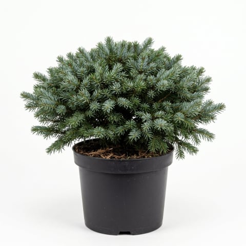 Picea - Picea omorika 'Karel' - Molid sârbesc 'Karel' 25 - 35 cm