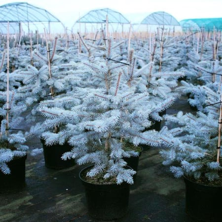 Conifere - Picea pungens ‘Edith’ - Brad albastru ‘Edith’