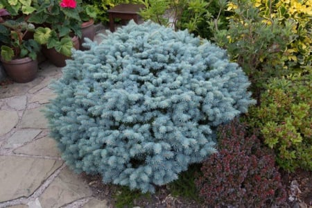 Conifere - Picea pungens ‘Glauca Globosa’ - Brad albastru globular ‘Glauca Globosa’ 10L
