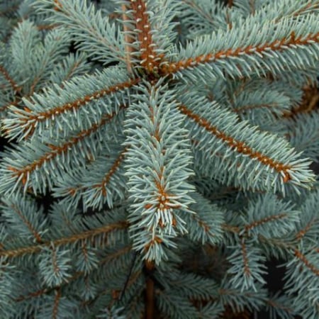 Conifere - Picea pungens ‘Iseli Fastigiate’ - Brad albastru ‘Iseli Fastigiate’ 100-120 cm