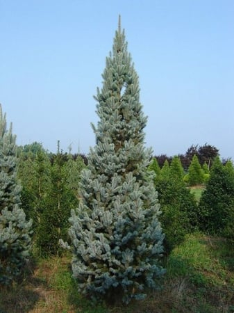 Picea pungens ‘Iseli Fastigiate’ - Brad albastru ‘Iseli Fastigiate’ 100-120 cm [1]