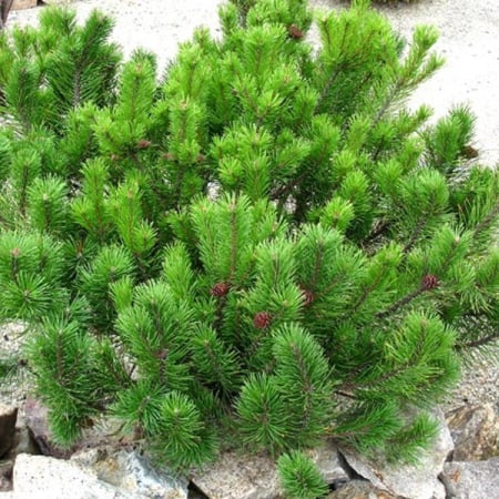 Conifere - Pinus mugo var. ‘Mughus’ - Pin mughus ‘Mughus’ 10L