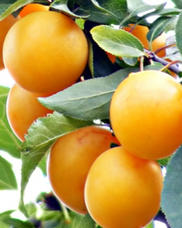 Pomi Fructiferi - Prun Galben
