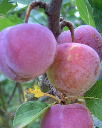 Pomi Fructiferi - Prun Althan Renclod