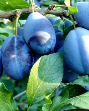 Pomi Fructiferi - Prun Bistrita